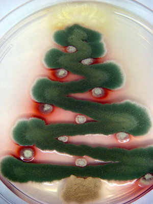 fungi-christmas-1.jpg